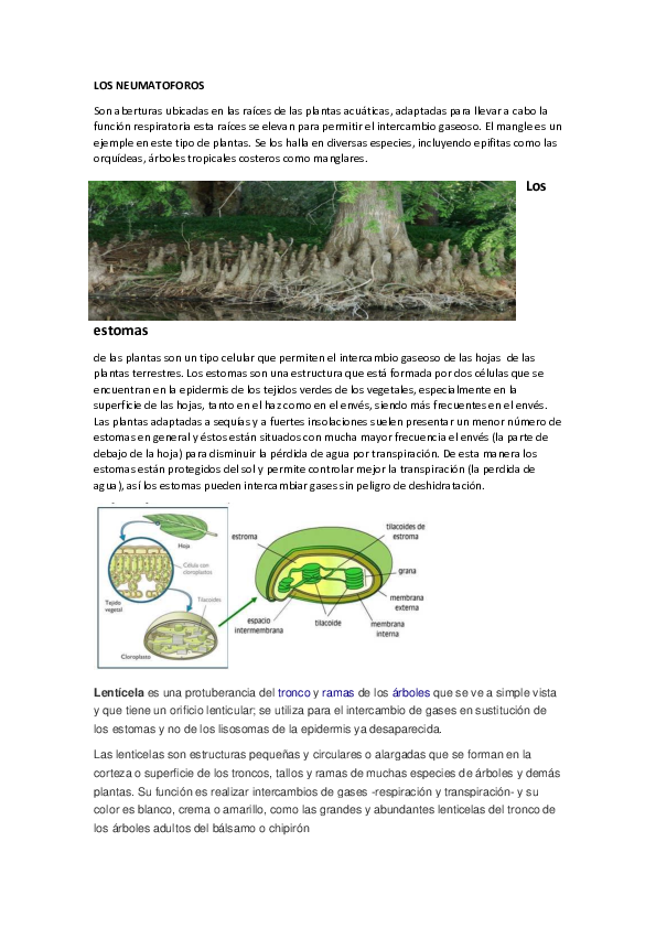 Raíces Respiratorias