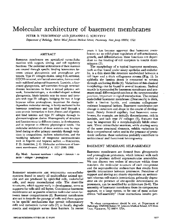 (PDF) Molecular architecture of basement membranes