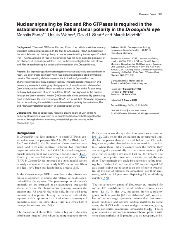 (PDF) Nuclear signaling by Rac and Rho GTPases is required in the ...