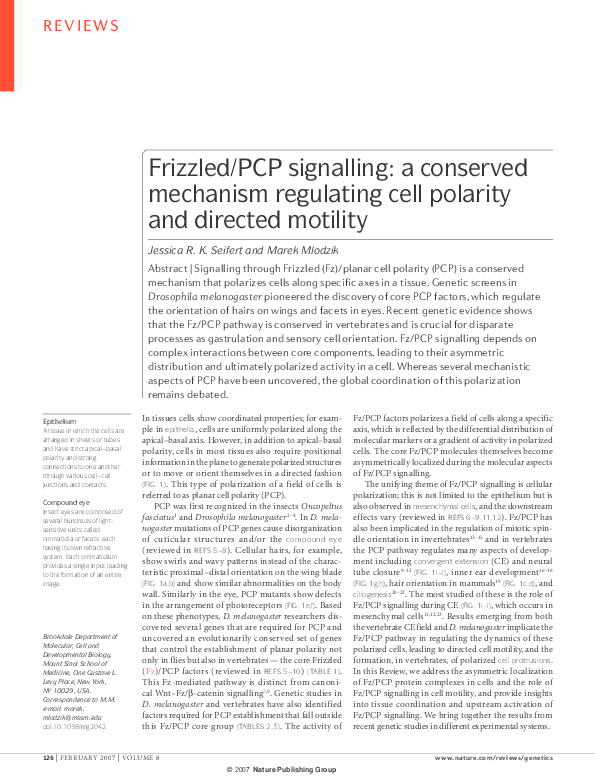 (PDF) Frizzled/PCP signalling: a conserved mechanism regulating cell ...