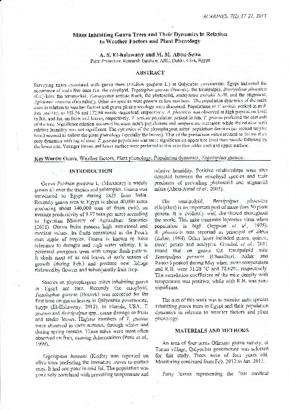 Guava shrub or tree picture