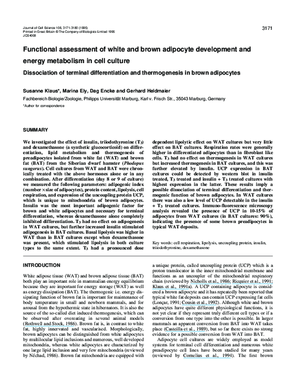 (PDF) Functional assessment of white and brown adipocyte development ...