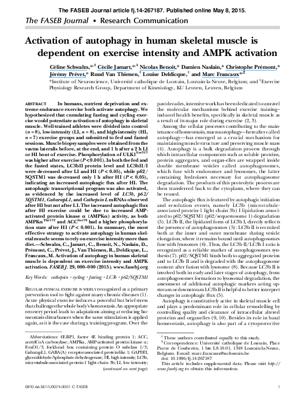 (PDF) Activation of autophagy in human skeletal muscle is dependent on ...