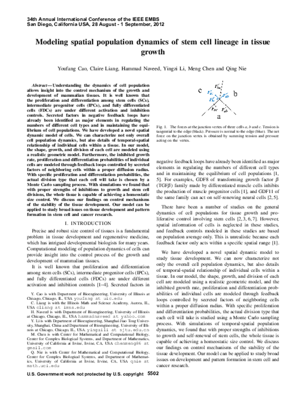 (PDF) Modeling spatial population dynamics of stem cell lineage in ...