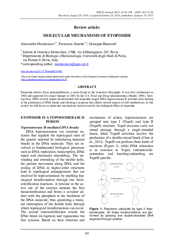 (PDF) Molecular mechanisms of etoposide Alessandra Montecucco