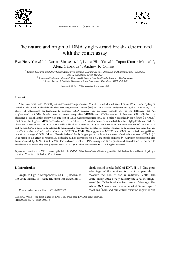 (PDF) The nature and origin of DNA single-strand breaks determined with ...