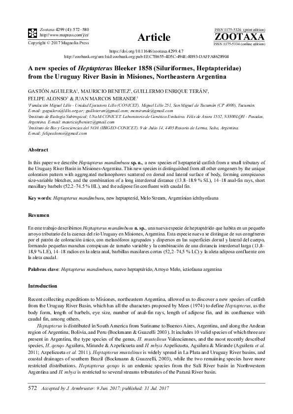 (PDF) A new species of Heptapterus Bleeker 1858 (Siluriformes