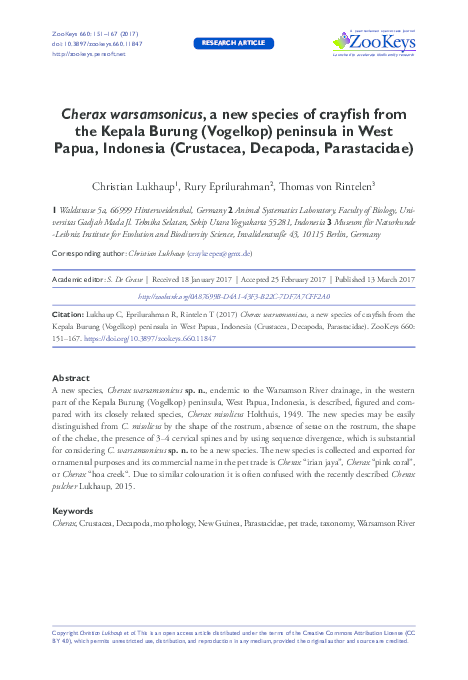 Pdf Cherax Warsamsonicus A New Species Of Crayfish From The