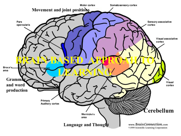 (PPT) Brain based Approach to Learning