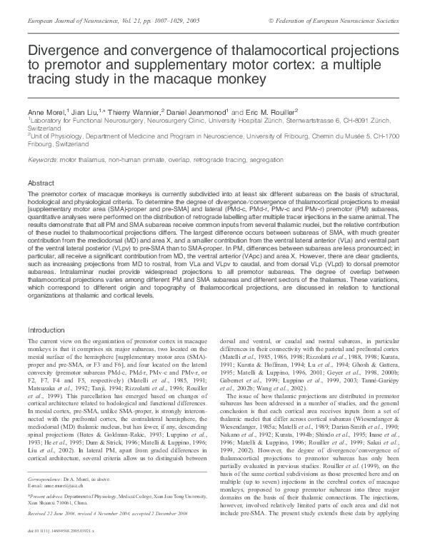 (PDF) Divergence and convergence of thalamocortical projections to ...