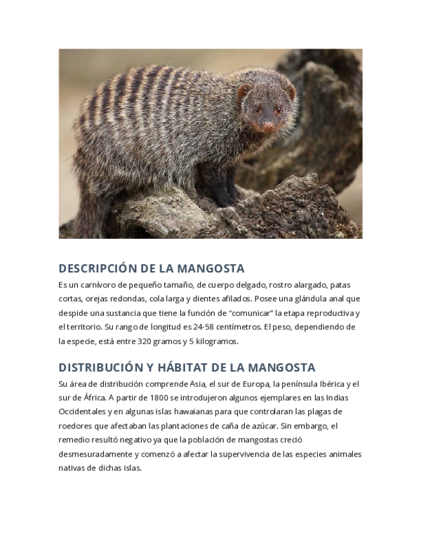 (DOC) DESCRIPCIÓN DE LA MANGOSTA Roberto Juanez Academia.edu