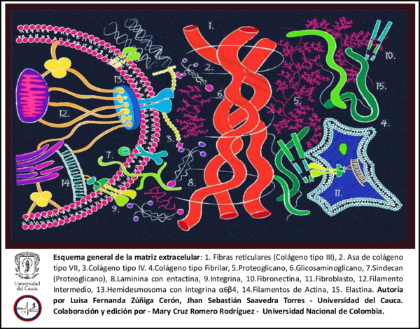 (PDF) ESQUEMA GENERAL DE LA MATRIZ EXTRACELULAR