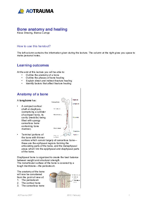 (PDF) Bone anatomy and healing