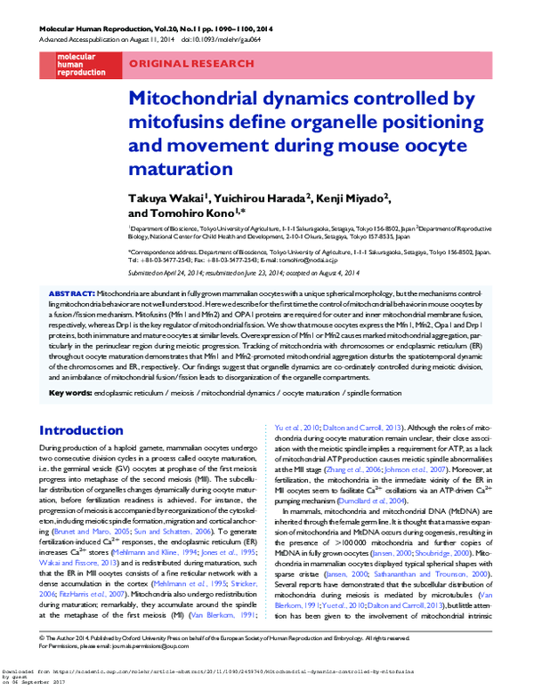 (PDF) Mitochondrial dynamics controlled by mitofusins define organelle ...