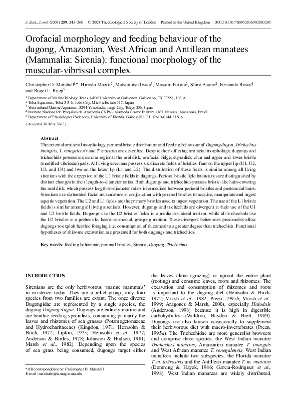 (PDF) Orofacial morphology and feeding behaviour of the dugong
