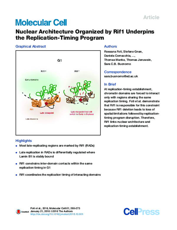 (PDF) Nuclear architecture organized by Rif1 underpins the replication ...