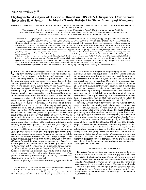 toxoplasma coccidio