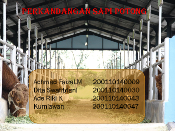 Solusi Perkandangan Sapi Ramah Lingkungan: Teknologi Pengolahan Limbah Terpadu