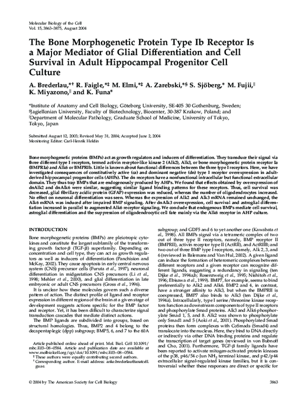 (PDF) The Bone Morphogenetic Protein Type Ib Receptor Is a Major ...