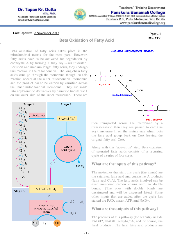 (PDF) Beta Oxidation of Fatty Acid