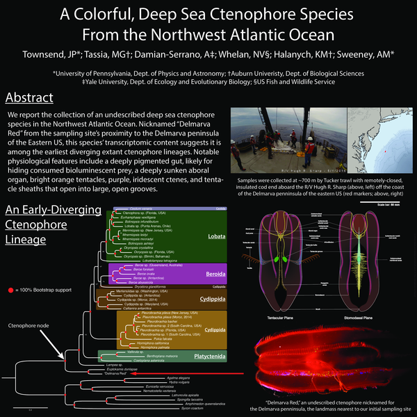 (PDF) A Colorful, Deep Sea Ctenophore Species From the Northwest ...
