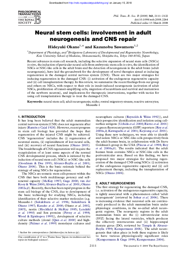 (PDF) Neural stem cells: involvement in adult neurogenesis and CNS repair