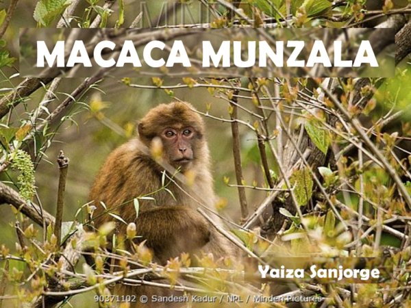 (PDF) Macaca munzala: Biología y estado de conservación (PPT)