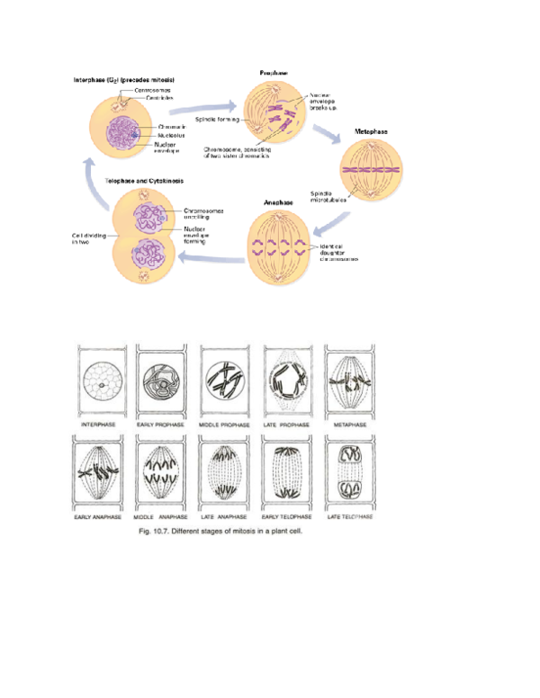 (DOC) Mitosis