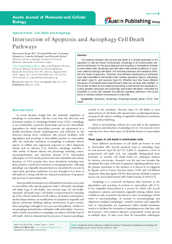 (PDF) Intersection of Apoptosis and Autophagy Cell Death Pathways