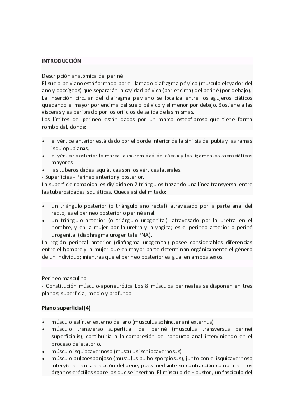 Musculo transverso profundo del perine masculino