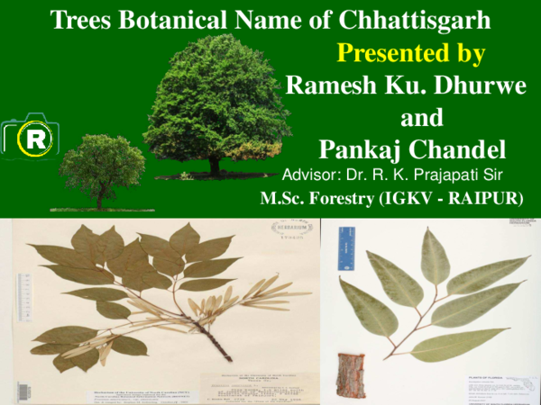 (PDF) Trees Botanical Name of Chhattisgarh Presented by Ramesh Dhurwe