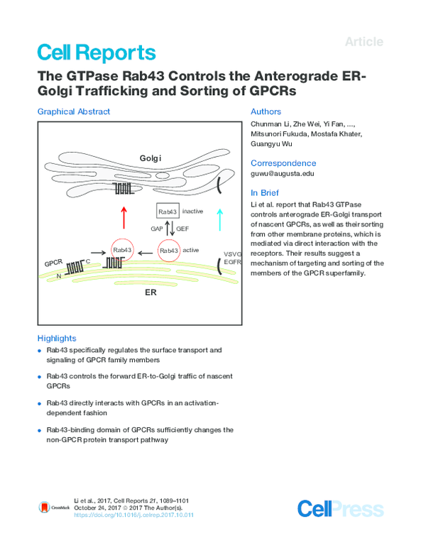 (PDF) The GTPase Rab43 Controls the Anterograde ER- Golgi Trafficking ...