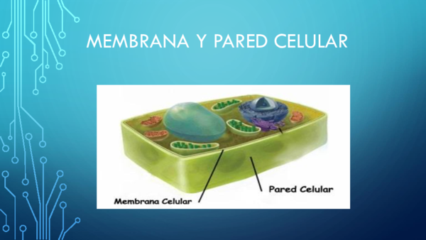 Diferencia Entre Pared Celular Y Membrana Celular www.academia.edu