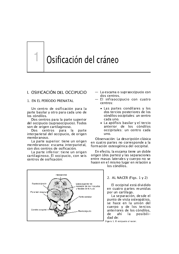 (PDF) I. OSIFICACIÓN DEL OCCIPUCIO Angel hurtado prado Academia.edu