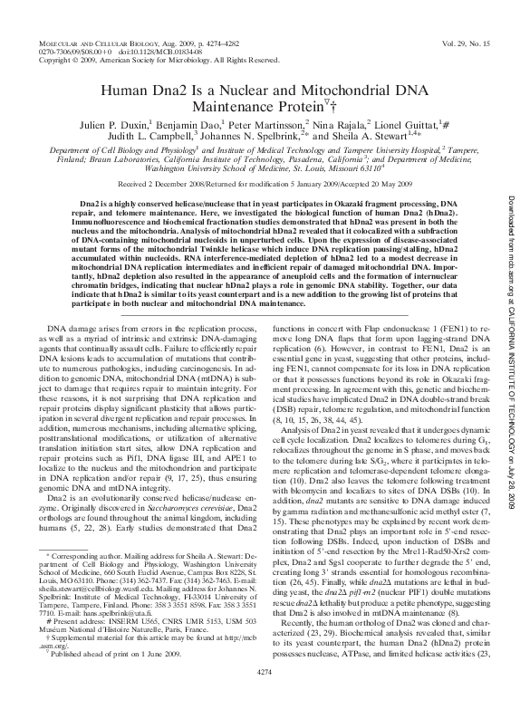 (PDF) Human Dna2 Is a Nuclear and Mitochondrial DNA Maintenance Protein