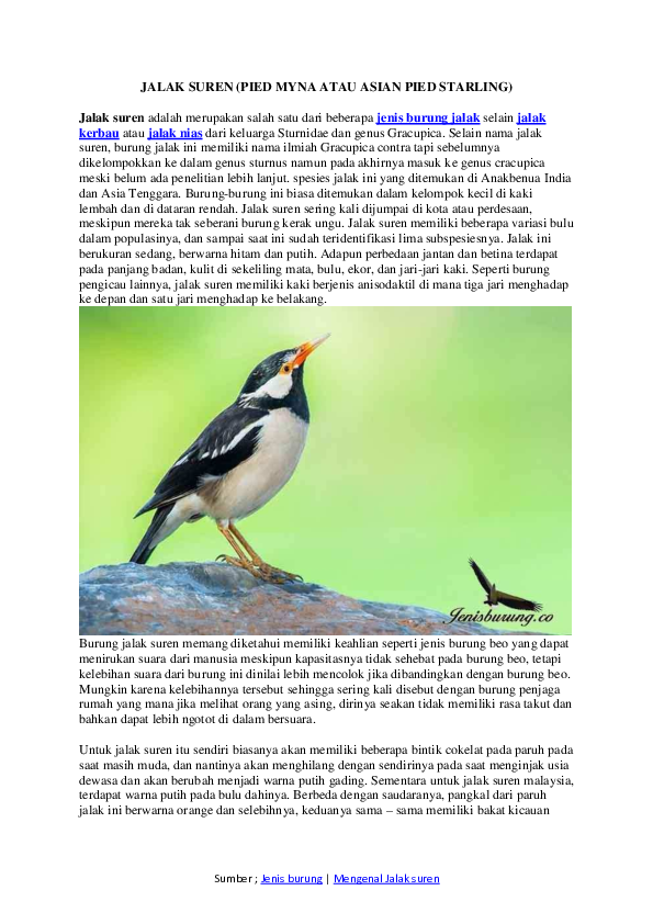 Pdf Jalak Suren Pied Myna Atau Asian Pied Starling Jenis