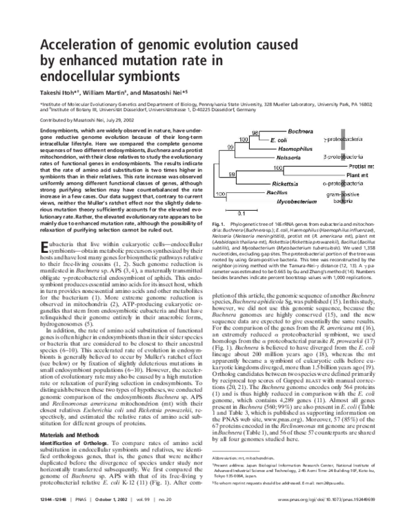 (PDF) Acceleration of genomic evolution caused by enhanced mutation ...