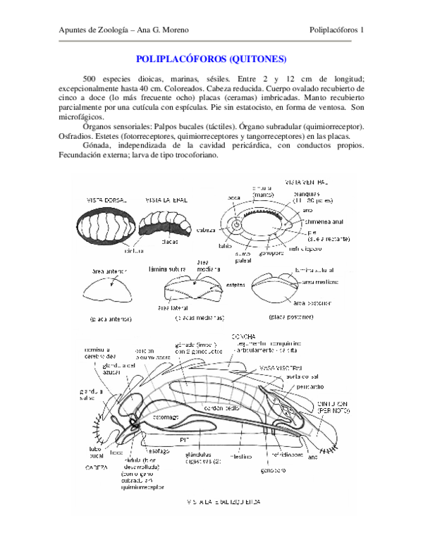 (PDF) POLIPLACÓFOROS (QUITONES