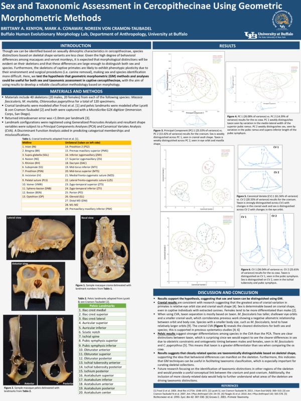 (PDF) Sex and Taxonomic Assessment in Cercopithecinae Using Geometric ...