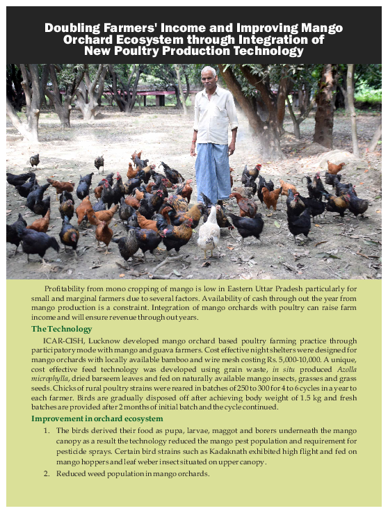 Mango orchard essay 08 image