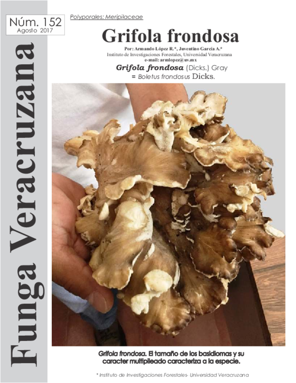 (PDF) Grifola frondosa. Polyporales Meripilaceae Armando Lopez