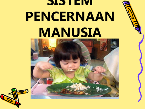 Sebutkan 3 Enzim Yang Dihasilkan Oleh Lambung - Sebutkan Mendetail