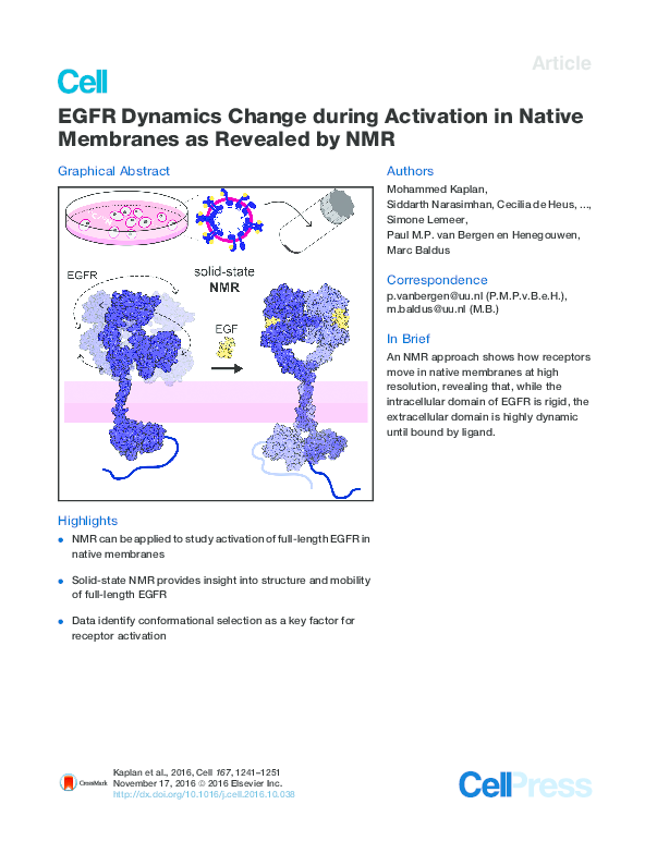 (PDF) EGFR Dynamics Change during Activation in Native Membranes as ...