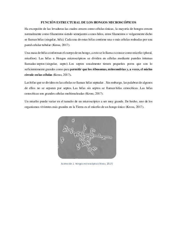 Hongos essay 08 image