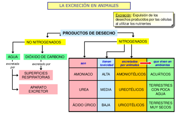 (PDF) LA EXCRECIÓN EN ANIMALES