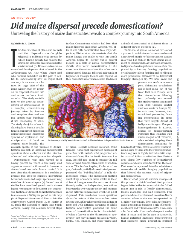 Corn domestication essay image