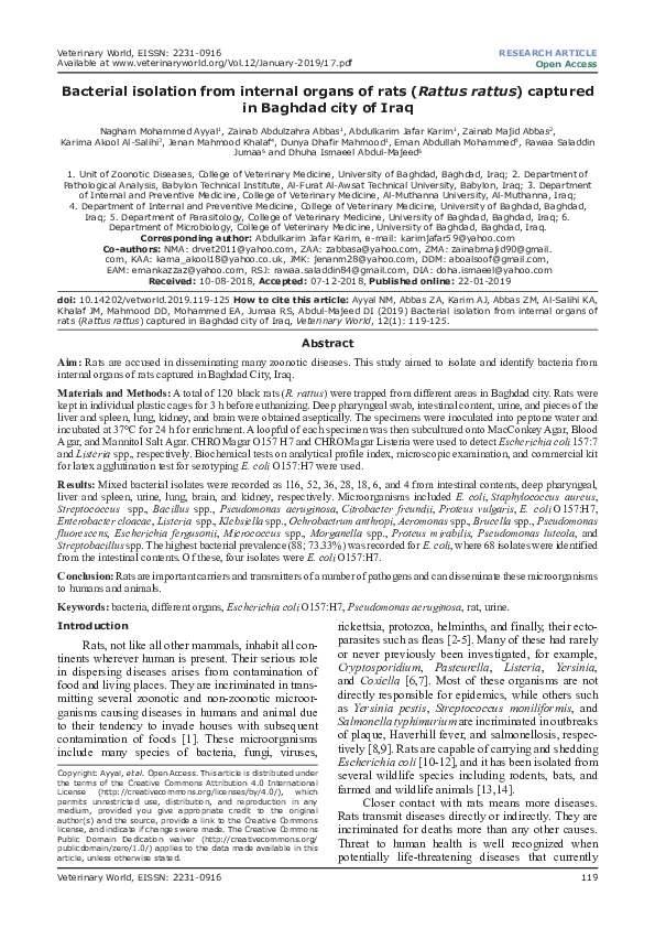 (PDF) Bacterial isolation from internal organs of rats (Rattus rattus ...