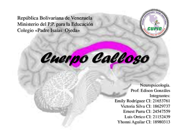 agenesia del cuerpo del cuerpo calloso 2020