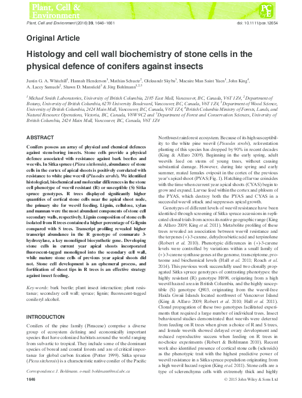 (PDF) Histology and cell wall biochemistry of stone cells in the ...
