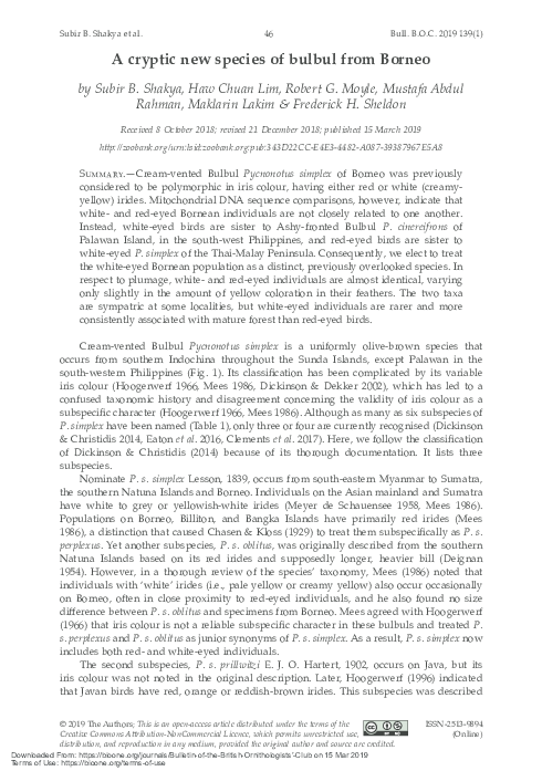 Bulbul bird food image